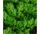Ulei esential integral patrunjel seminte 10ml - LIFE