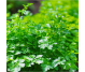 Ulei esential integral patrunjel seminte 10ml - LIFE