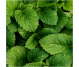 Blend uleiuri esentiale integrale Atentie treaza 10ml - LIFE