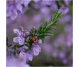 Blend uleiuri esentiale integrale Atentie treaza 10ml - LIFE