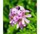 Blend uleiuri esentiale integrale Pure Love 5ml - LIFE