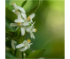 Ulei esential integral neroli 5ml - LIFE