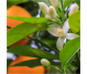 Ulei esential integral neroli 5ml - LIFE