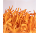 Crema superconcentrata ciuperca tibetana 50ml - LIFE