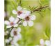 Ulei esential integral manuka 5ml - LIFE