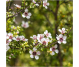 Ulei esential integral manuka 5ml - LIFE