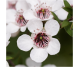 Ulei esential integral manuka 5ml - LIFE