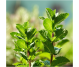 Ulei esential integral menta piperata 5ml - LIFE