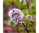 Ulei esential integral menta piperata 5ml - LIFE