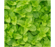 Ulei esential integral menta piperata 5ml - LIFE