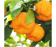 Ulei esential integral portocal amar 10ml - LIFE