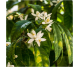 Ulei esential integral portocal amar 10ml - LIFE