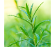 Ulei esential integral tarhon 10ml - LIFE