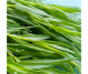 Ulei esential integral tarhon 10ml - LIFE