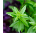 Ulei esential integral verbena aromata 5ml - LIFE