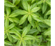 Ulei esential integral verbena aromata 5ml - LIFE
