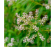 Ulei esential integral verbena aromata 5ml - LIFE