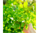 Blend uleiuri esentiale integrale CistiDren 10ml - LIFE