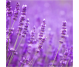 Blend uleiuri esentiale integrale Parazit Dren 10ml - LIFE