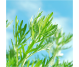 Ulei esential integral pelin alb 5ml - LIFE