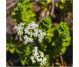 Ulei esential integral oregano grecesc 85%carvacrol 10ml - LIFE