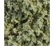Ulei esential integral oregano grecesc 85%carvacrol 10ml - LIFE