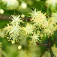 Ceai tei 40g - BONCHIS