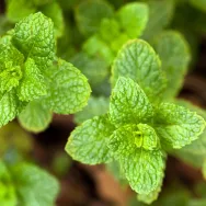 Ulei esential integral menta dulce 10ml - LIFE
