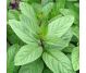 Ceai menta 50g - BONCHIS