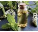 Ulei esential menta piperata 10ml - SOLARIS
