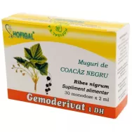 Gemoderivat coacaz negru muguri 30x1,5ml - HOFIGAL