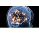 Remediu apicol Neuro Reven Plus 210g - APICOL SCIENCE