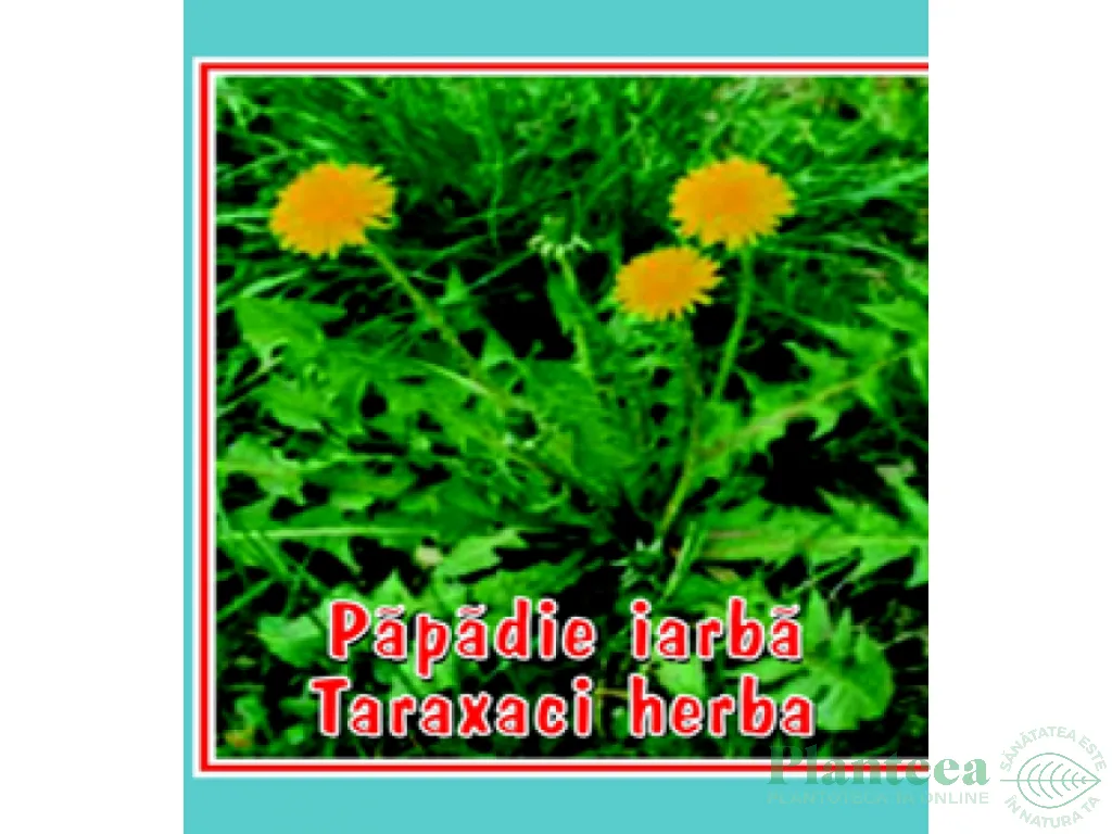 Ceai papadie frunze 50g - CYANI