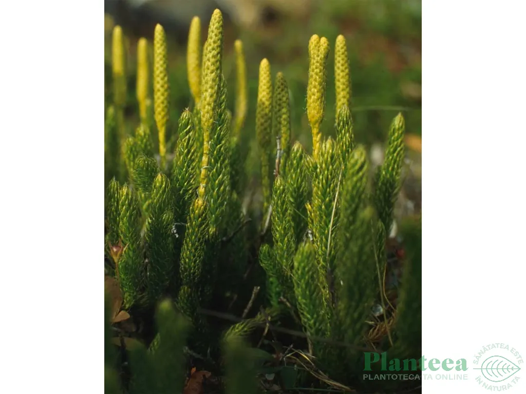 Amuleta antiradiatii pedicuta {3x6cm} 1b - FARMACIA NATURII