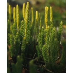 Amuleta antiradiatii pedicuta {3x6cm} 1b - FARMACIA NATURII