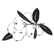 Seminte in auriu eco 250g - IDENAT