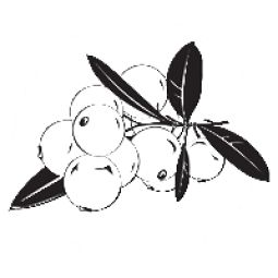 Seminte in auriu eco 250g - IDENAT