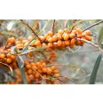Ulei catina 10ml - MANICOS