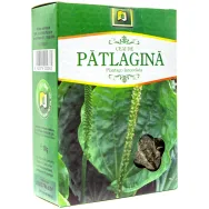 Ceai patlagina 50g - STEFMAR