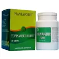 Topinambur forte 40cp - PLANTAVOREL