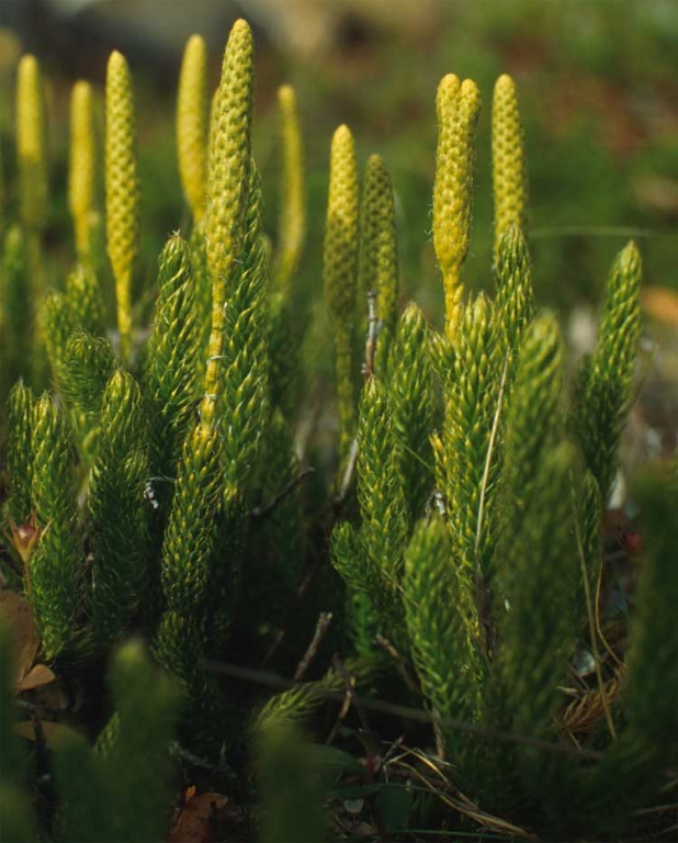 Amuleta antiradiatii pedicuta {3x6cm} 1b - FARMACIA NATURII