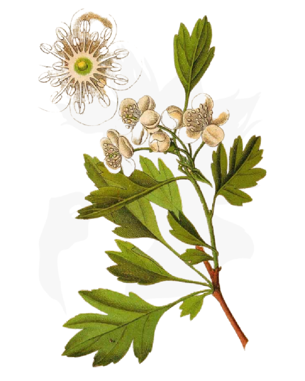 Tinctura paducel flori frunze 50ml - FAUNUS