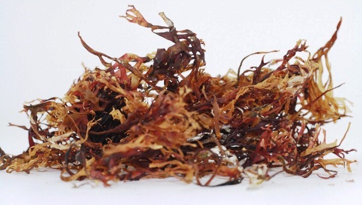 Alge irish moss uscate 60g - EVERTRUST