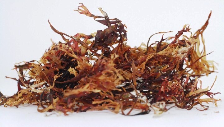 Alge irish moss uscate 60g - EVERTRUST