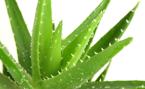 Frunze de aloe vera – imagine din prezentarea producătorului