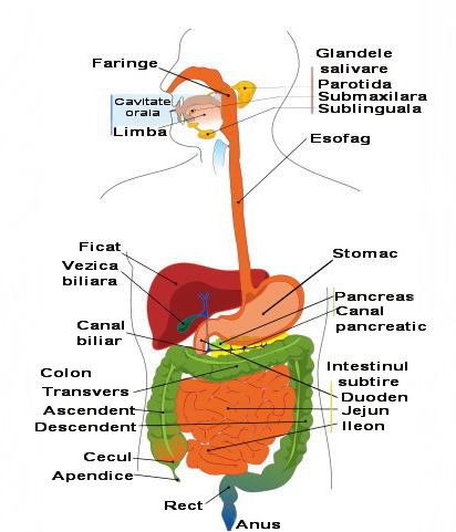 implicit browse circulation Sistemul digestiv - Planteea